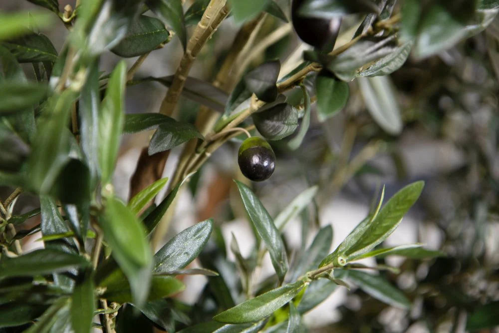 Olive Tree Bar Table - Image 12