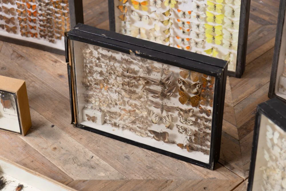 Set of 13 Vintage Ex-Display Collection of Taxidermy Creatures - Image 15