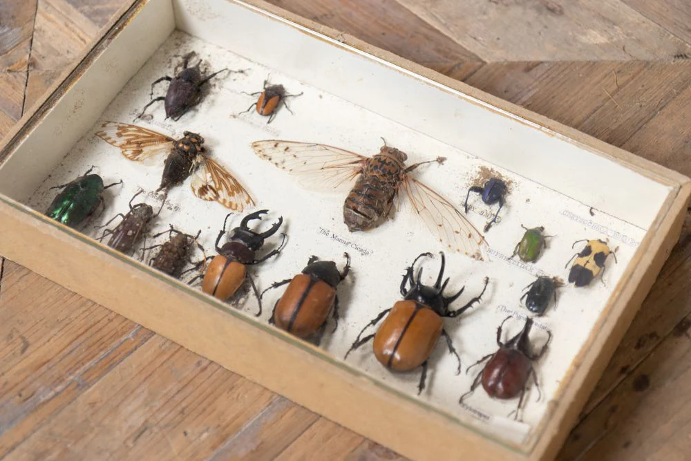 Set of 13 Vintage Ex-Display Collection of Taxidermy Creatures - Image 17