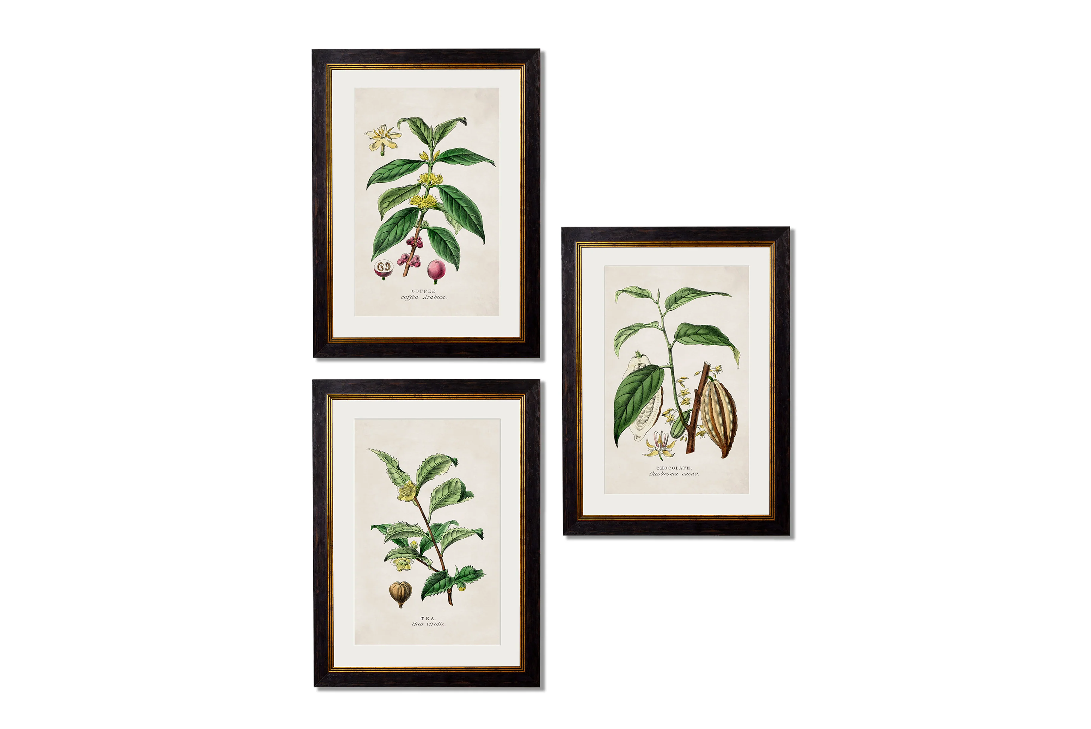 Vintage Style Botanical Framed Art Range - Image 3