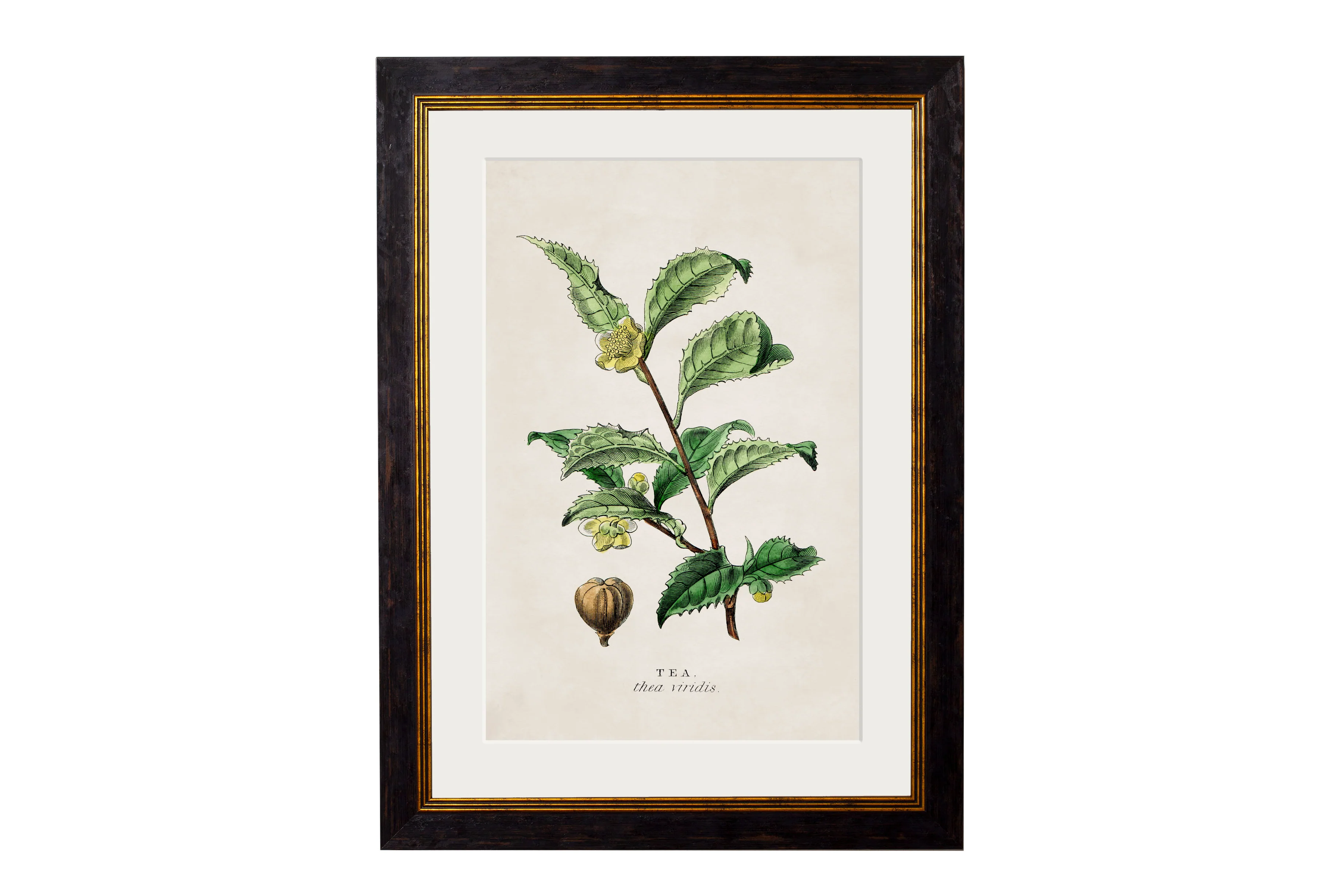 Vintage Style Botanical Framed Art Range - Image 7