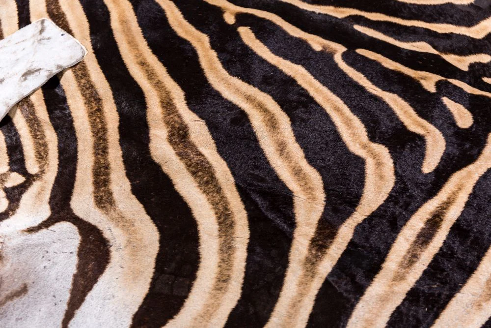 Zebra Hide Rug - Image 5